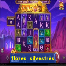 flores silvestres desbravadores desbravadores 25 flores silvestres e seus nomes